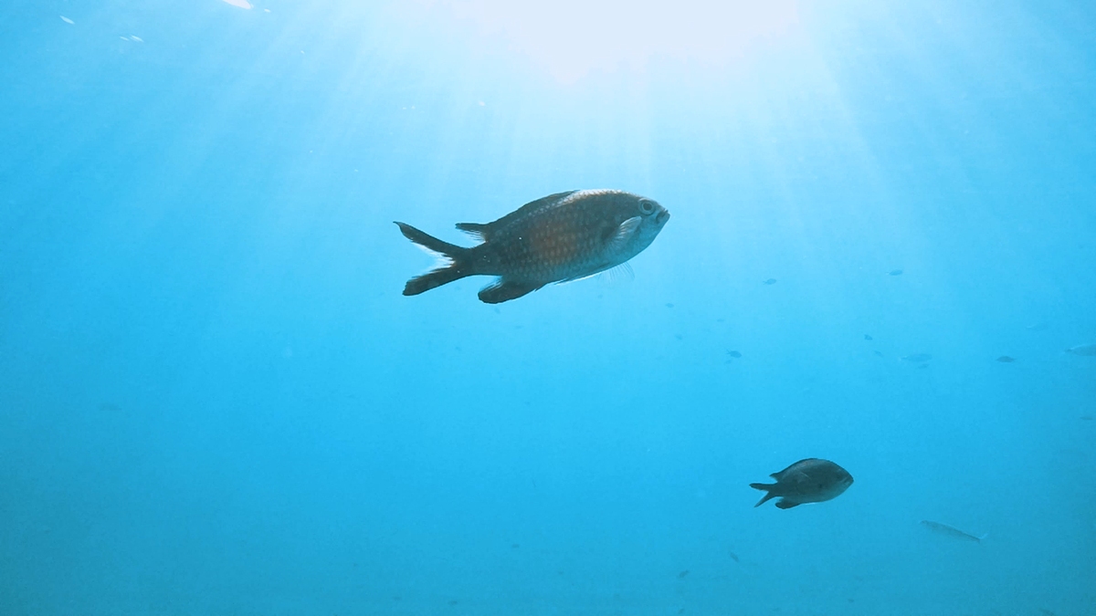 Sinop Energia avança em P&D voltado aos peixes da bacia amazônica