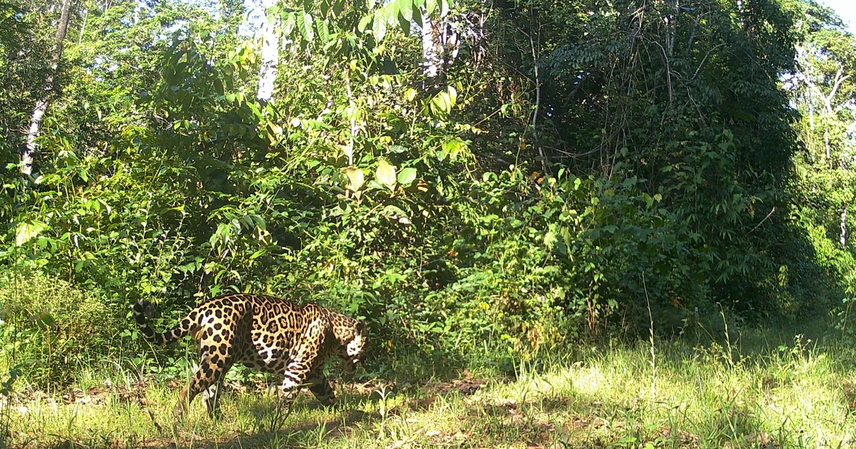 OLHAR INVISÍVEL: câmeras trap auxiliam no monitoramento da fauna no entorno do reservatório da UHE Sinop