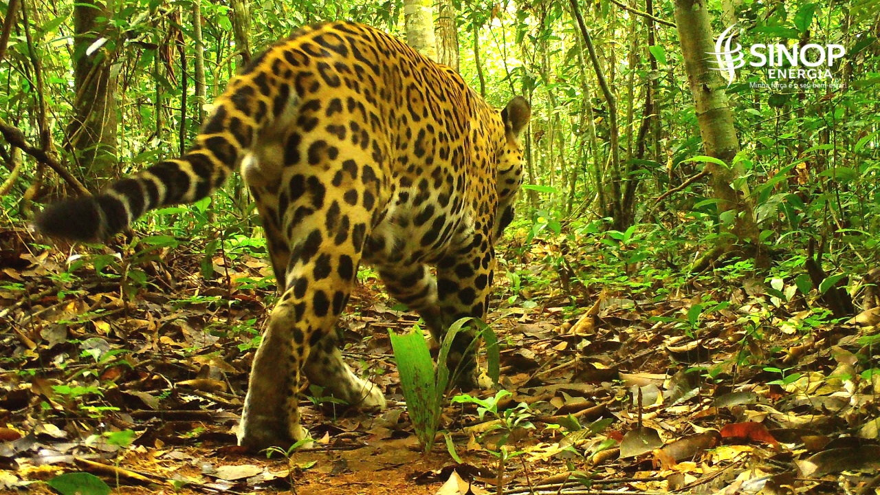 Sinop Energia preserva a fauna da Floresta Amazônica