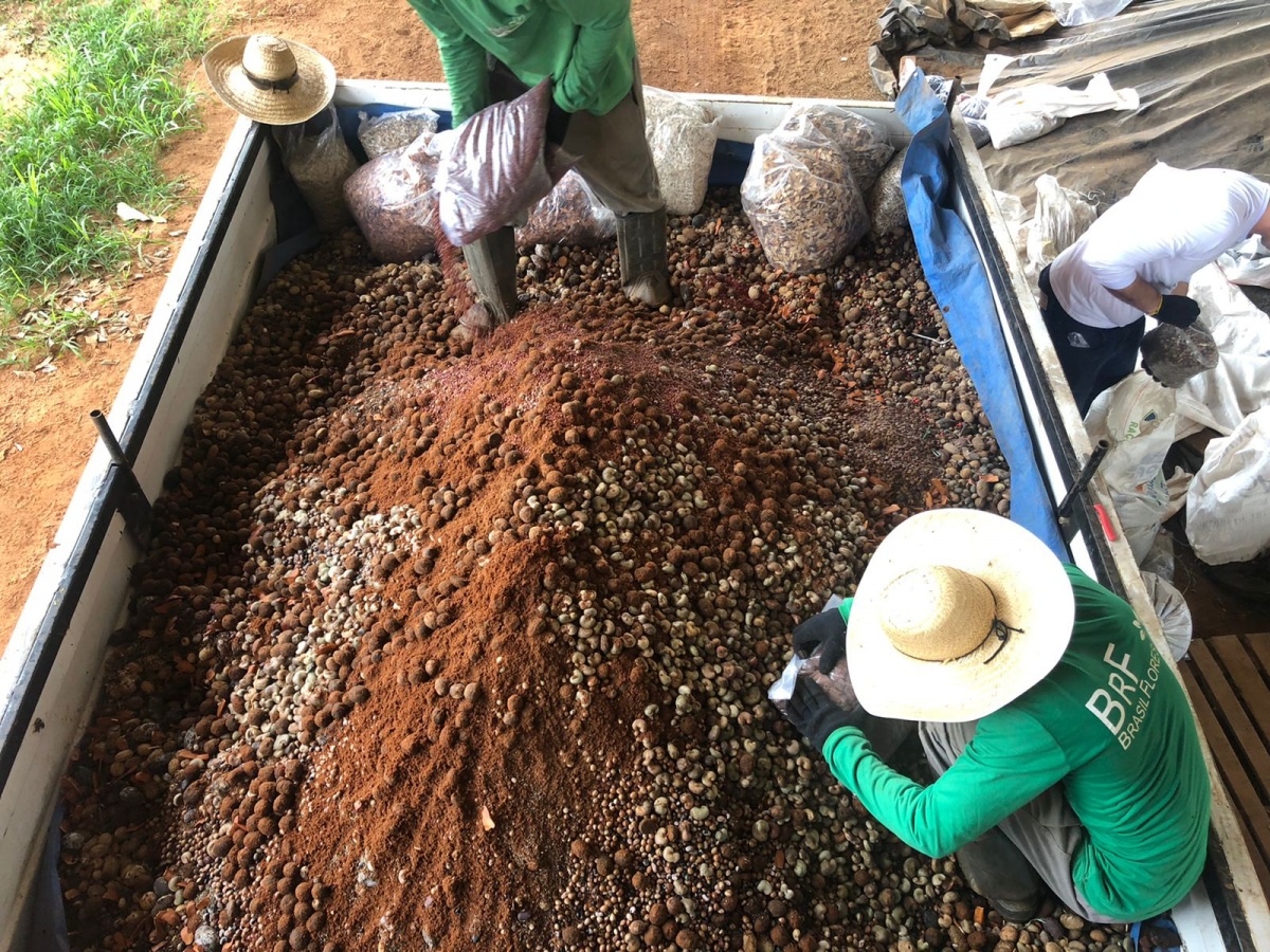 UHE Sinop utiliza agricultura familiar em seu programa de reflorestamento