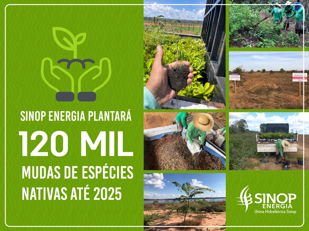 Sinop Energia plantará 120 mil mudas de espécies nativas até 2025