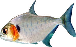 Piranha-branca