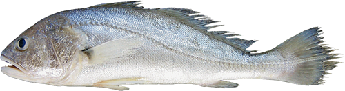 Corvina