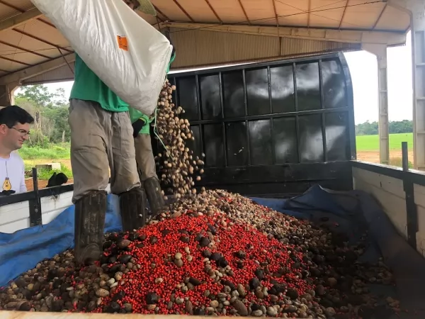 UHE Sinop utiliza agricultura familiar em seu programa de reflorestamento