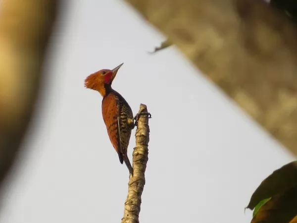 UHE Sinop faz registro raro de onça pintada e filhote no entorno do reservatório