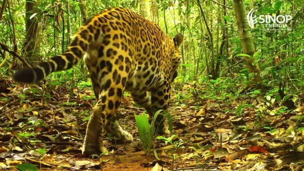 UHE Sinop faz registro raro de onça pintada e filhote no entorno do reservatório