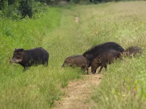 UHE Sinop faz registro raro de onça pintada e filhote no entorno do reservatório
