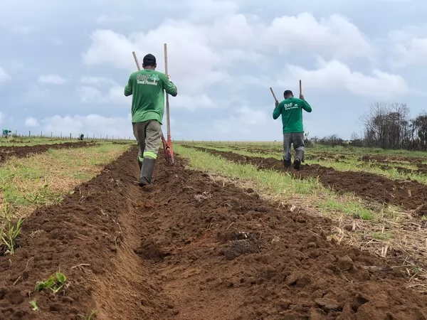 Dia Internacional das Florestas: UHE Sinop utiliza técnica alternativa para reflorestamento 