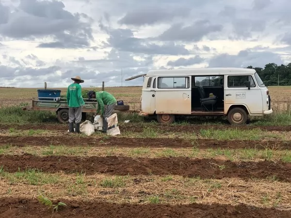 Dia Internacional das Florestas: UHE Sinop utiliza técnica alternativa para reflorestamento 