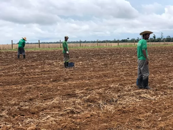 Dia Internacional das Florestas: UHE Sinop utiliza técnica alternativa para reflorestamento 