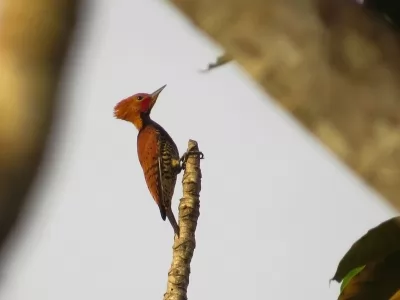 Sinop Energia registra novas imagens de animais no entorno da UHE Sinop
