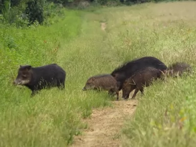 Sinop Energia registra novas imagens de animais no entorno da UHE Sinop