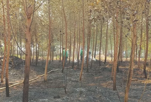 Sinop Energia auxilia comunidades locais no combate a incêndios